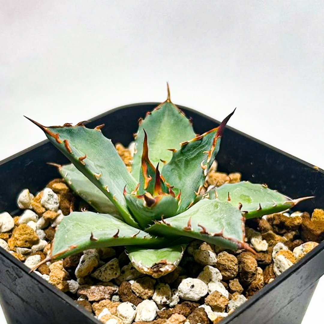 【発根済・陽炎】4.5号サイズ 白棘ハイクオリティ株！！エボリスピナ/鉢ごと発送 発根済・特大4.5号サイズ】陽炎ハイクオリティ株！！エボリスピナ/鉢