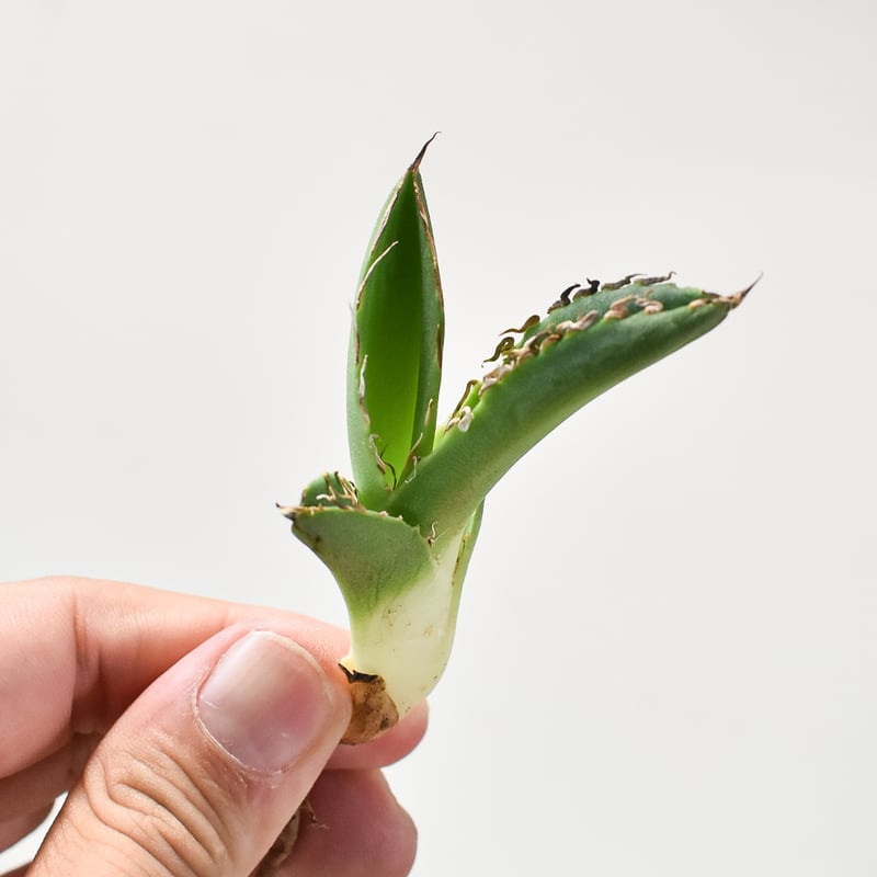 アガベ・チタノタ CG01 追星（芽/大）-008｜agave CG01/Cok | Plus