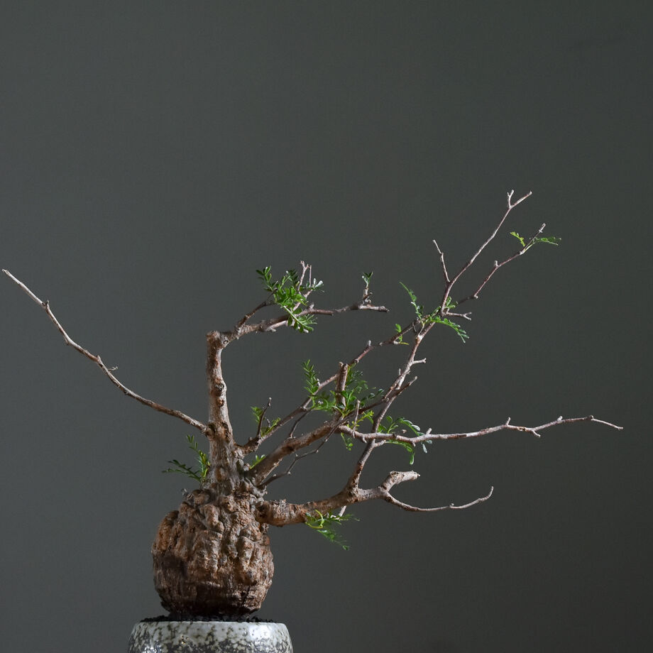 オペルクリカリア パキプス【手乗りサイズ・見事な枝ぶり！厳選された