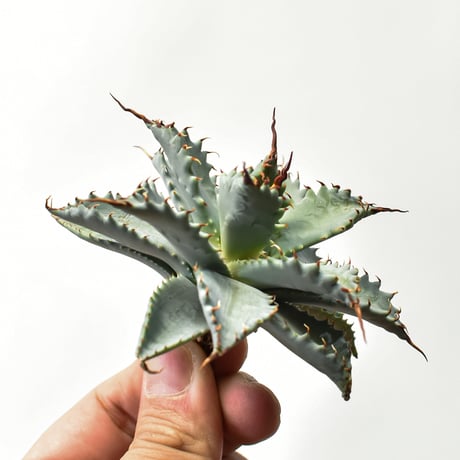 アガベ ハイブリット 特白肌怒雷神×象牙妖炎（陽炎エボリ）【台湾botanical_seeker産/選抜株】RF25011587