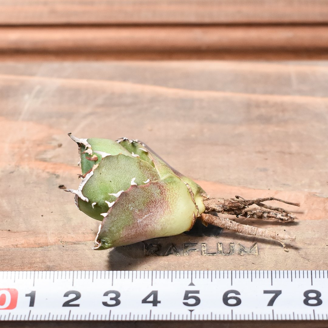 アガベ チタノタ 