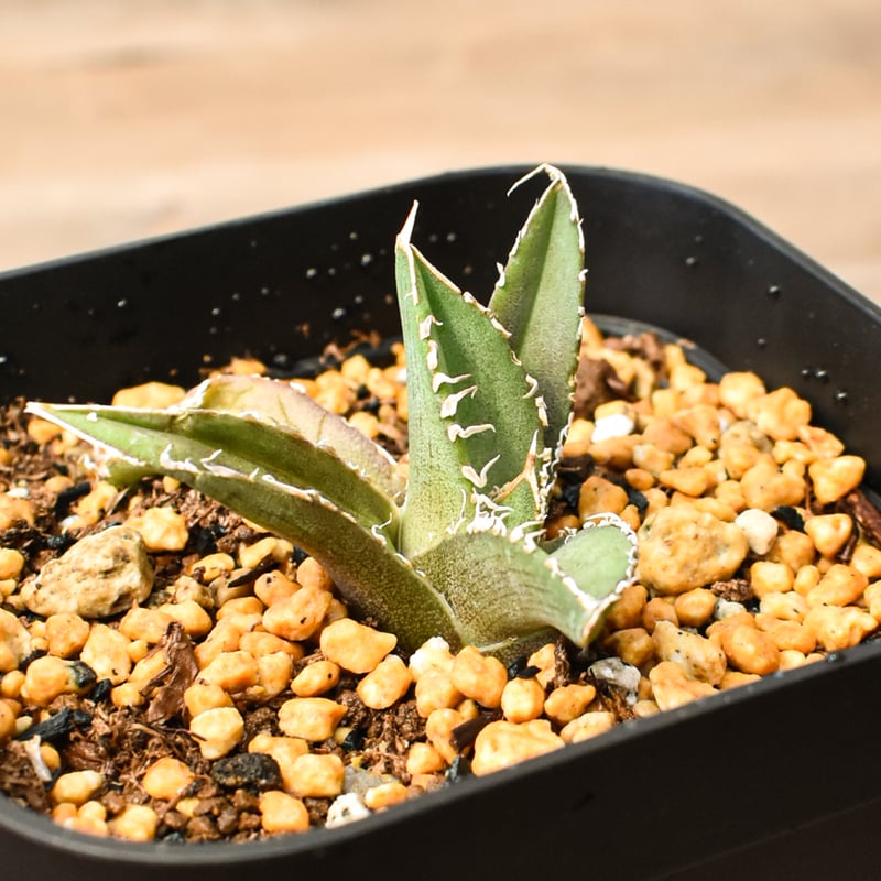 アガベ チタノタ 