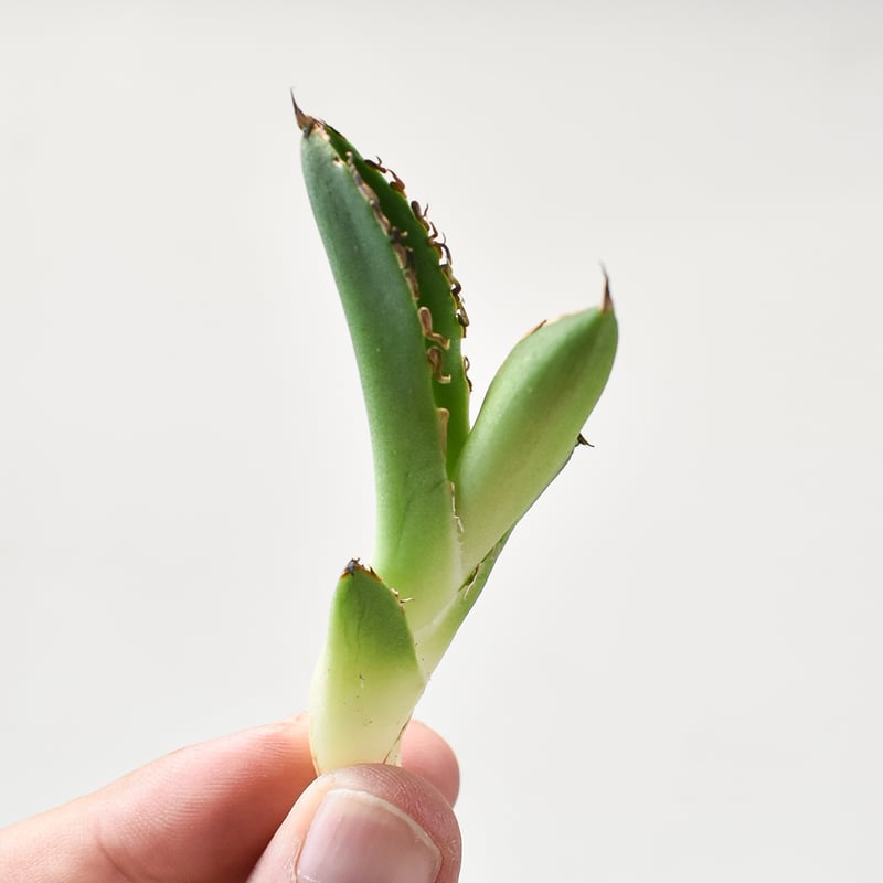 アガベ チタノタ 