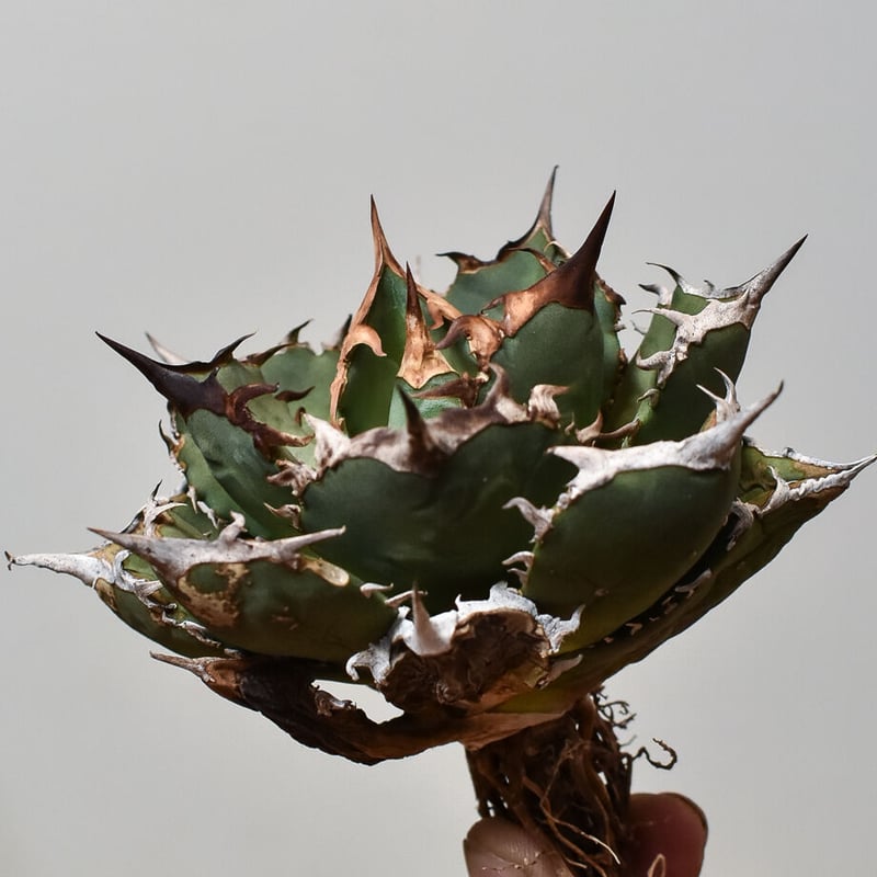 アガベ　チタノタ　FO-076 ボール型大株　最終値下げ価格 アガベ チタノタ FO-076大株 | HARENOHI-PLANTS
