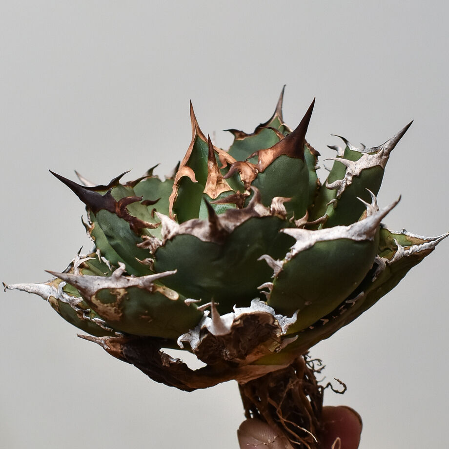 アガベ チタノタ FO-76 