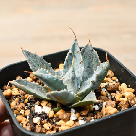 アガベ ハイブリット "邪霊" (特白肌怒雷神×血妖) 【台湾botanical_seeker産】RF25011413