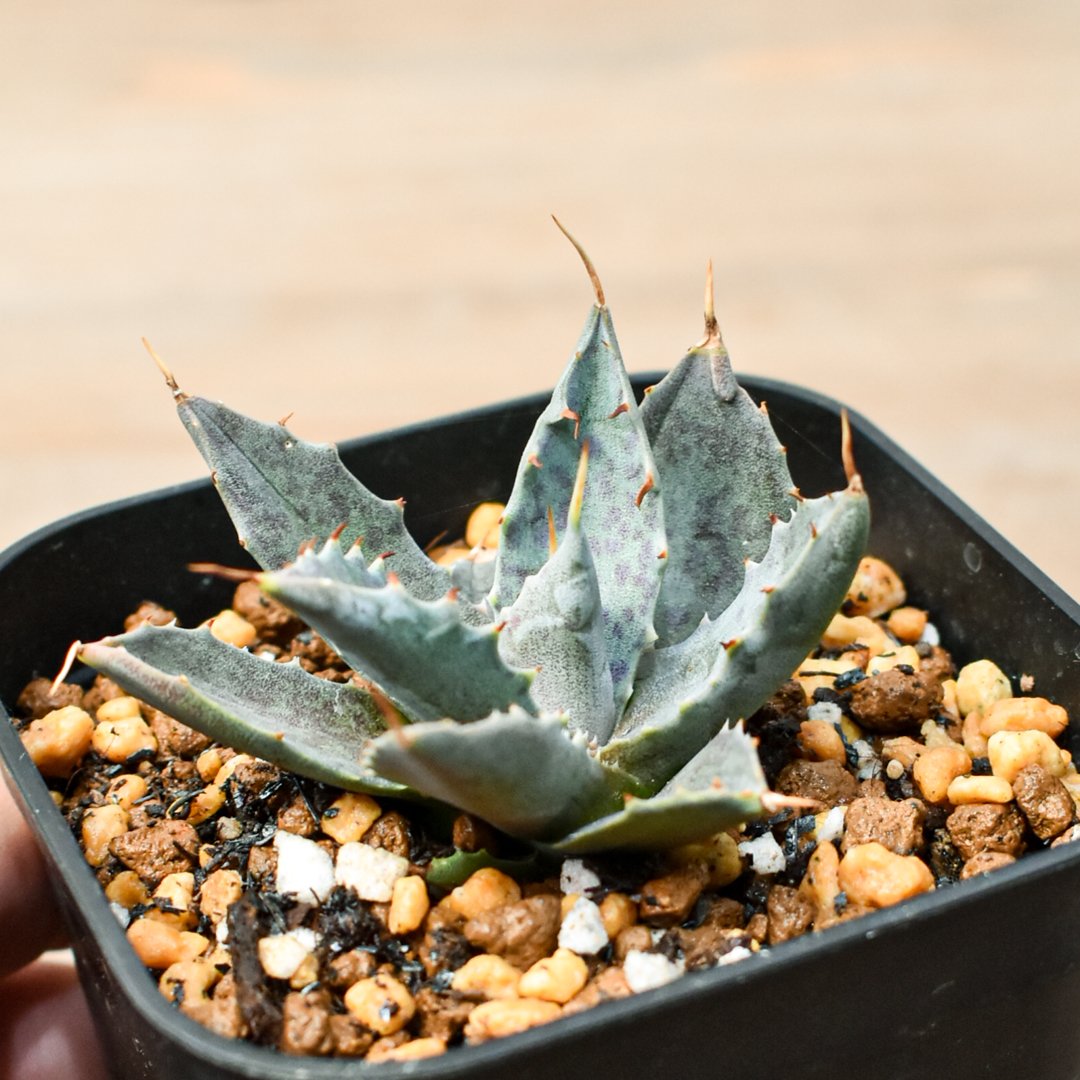 こ*う様 アガベ 特白肌怒雷神×血妖 子株 アガベ 特白肌怒雷神×血妖 子株 ⚡️Agave hybrid⚡️ 血羅刹 特