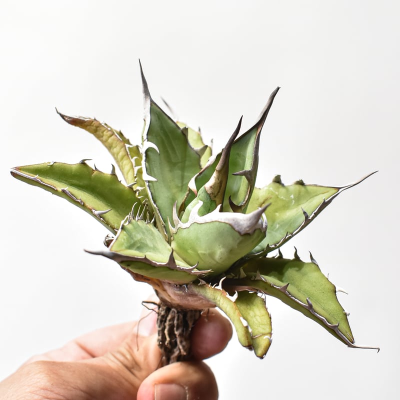 アガベ ハイブリッド　姫厳龍 × 木刺龍　キシロナカンサ　ドラゴンアガベ アガベ ハイブリット 