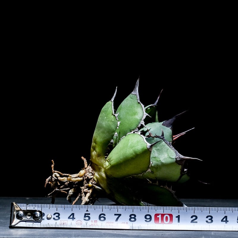 アガベ チタノタ パンダ 