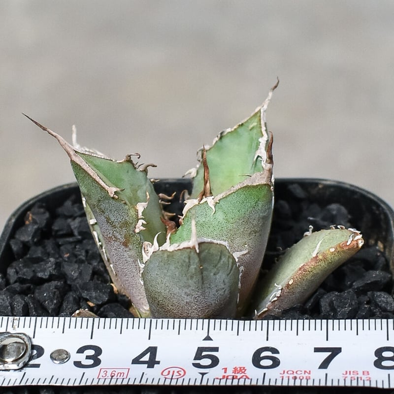 アガベ チタノタ 