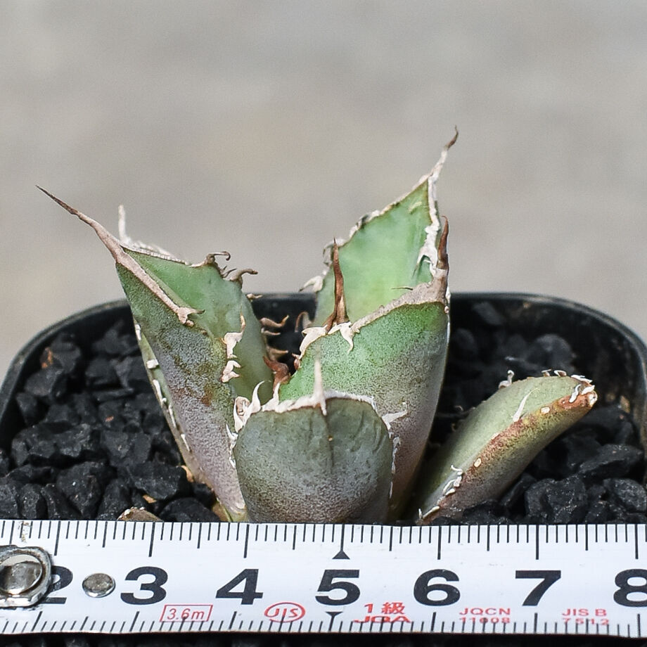 アガベ チタノタ sharkshoui シャークソウイDennis020 千鳥影 アガベ チタノタ sharkshoui シャークソウイDennis020 千鳥影