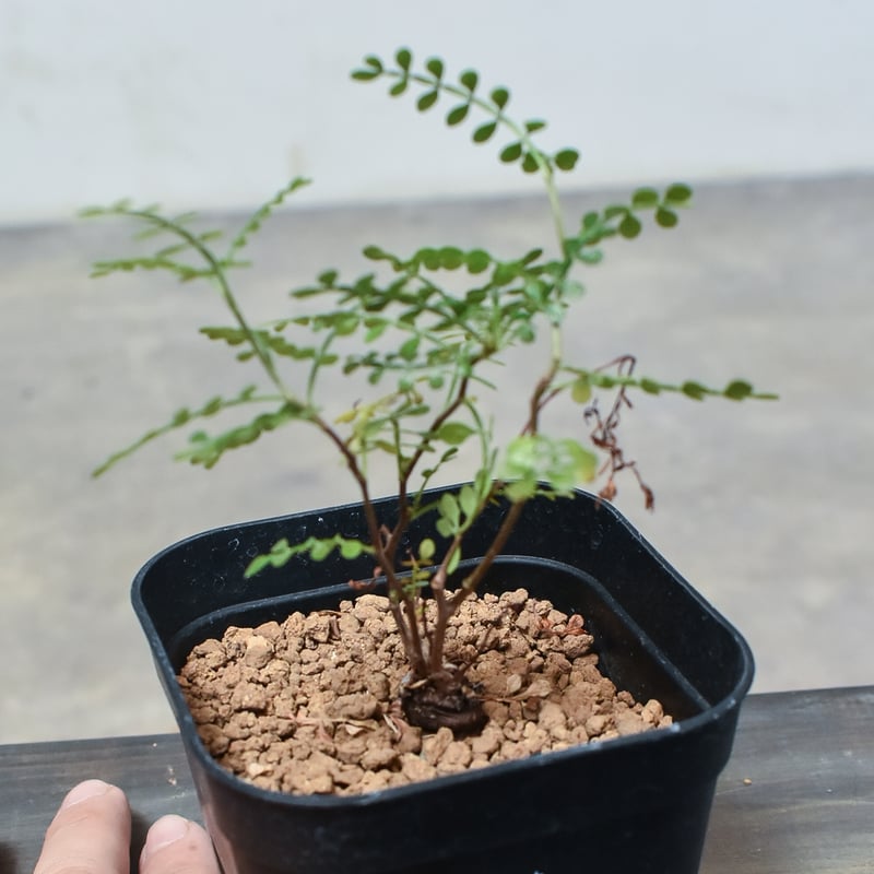 【実生】オペルクリカリア パキプス グラキリス アガベ デカリー 根挿し 実生】オペルクリカリア パキプス グラキリス アガベ デカリー