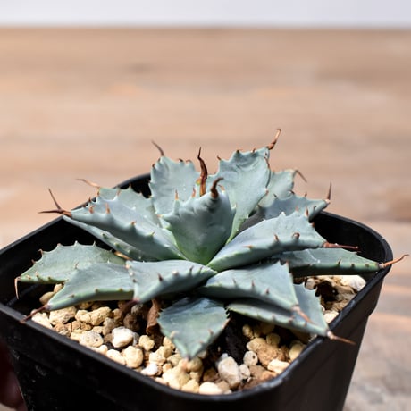 アガベ ハイブリット 日系イシスメンシス×象牙妖炎（陽炎エボリ）【台湾botanical_seeker産】RF25011364