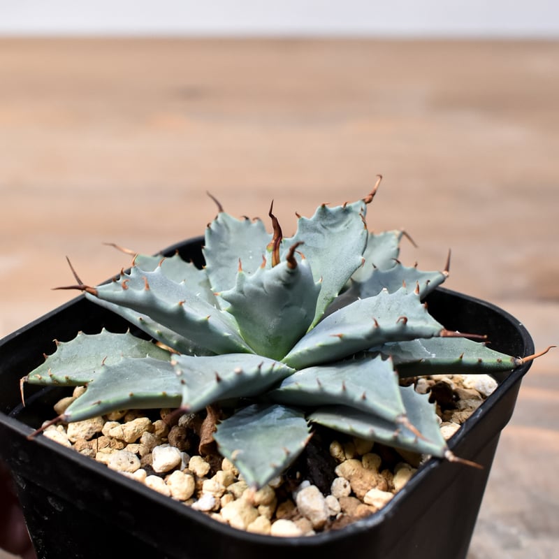 アガベ ハイブリット 日系イシスメンシス×象牙妖炎（陽炎エボリ