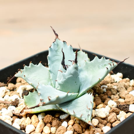 アガベ ハイブリット 雲虎甲蟹×象牙妖炎(モコイシス×陽炎エボリ) 【台湾botanical_seeker産】RF25011419