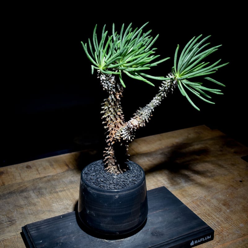 チレコドン ワリチー 完全定着株　発根済み 特大 チレコドン ワリチー 