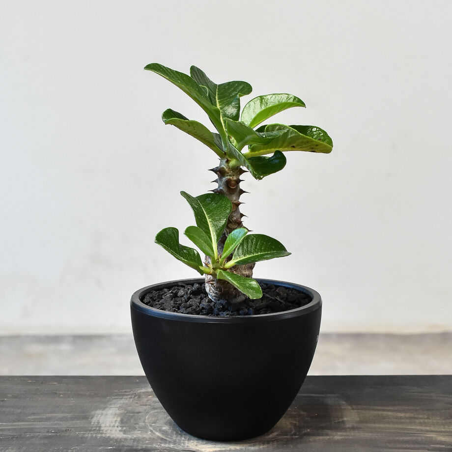 パキポディウム ウィンゾリー （実生）RF231721(T) | RAFLUM