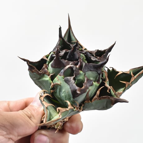 【RAFLUM特選株】アガベ チタノタ チーター "精品猟豹"  【台湾 dragon agave産/中株/抜き苗】DG2402736(T) A