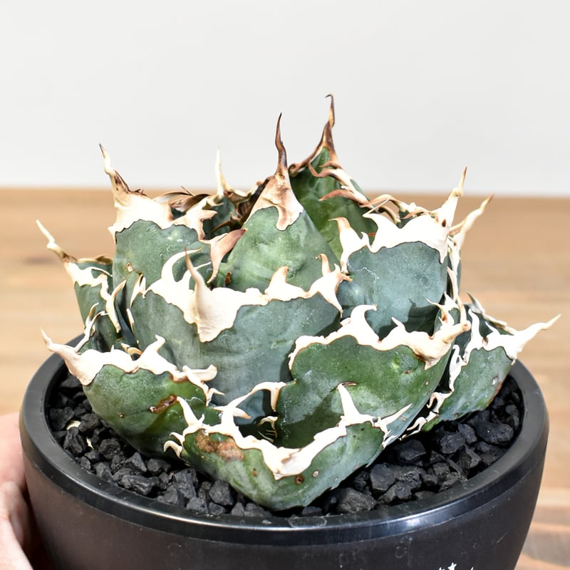 5CLAW】アガベ チタノタ “精品白鯨” 【台湾 dragon agave産/発根済み/中