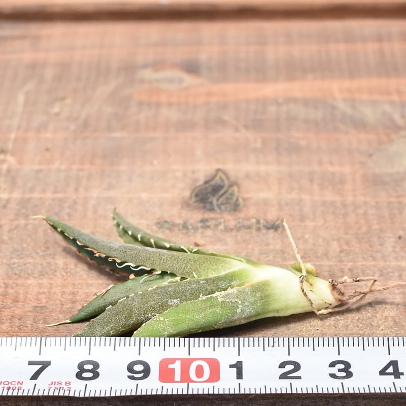 アガベ チタノタ 