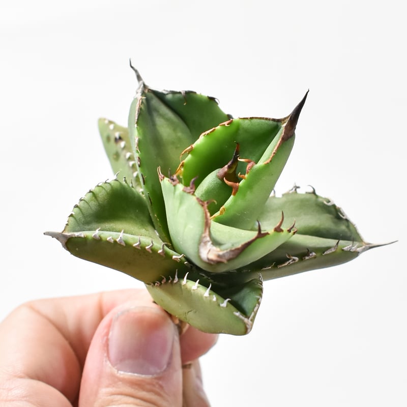 アガベ　チタノタ　実生選抜　犀系 アガベ チタノタ 実生選抜 犀系