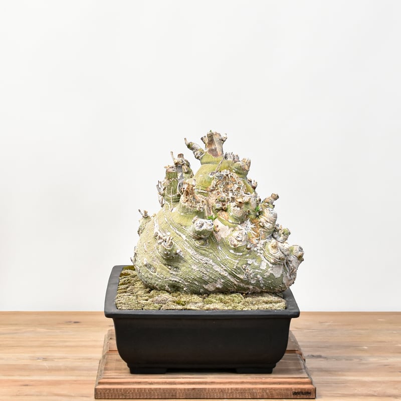 WACK” ON YOUR SIDE】アデニア ペチュエリー 