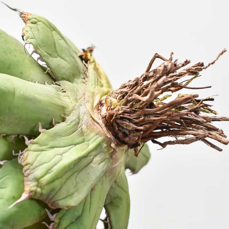 アガベ チタノタ 