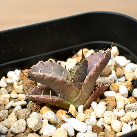 【RAFLUM育成株 5個セット】アガベ Mexico oteroi seeding / オテロイ実生 メキシコ産  【RAFLUM産/実生/子株】B3