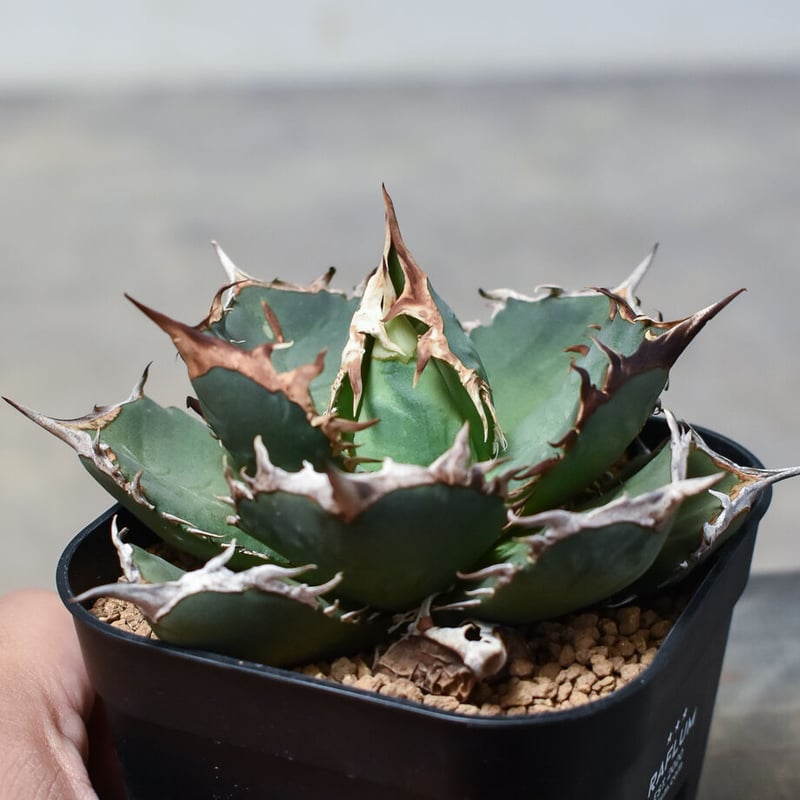 アガベ チタノタ 