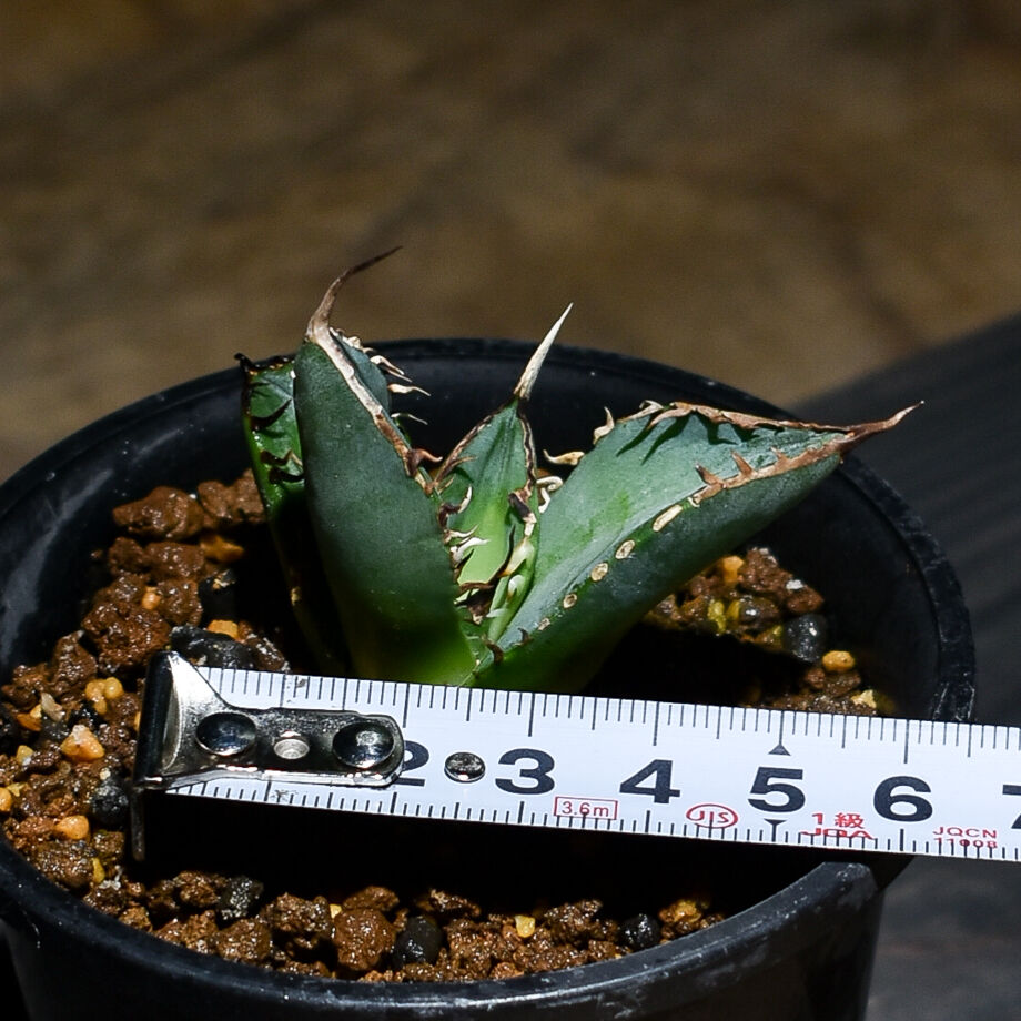 アガベ チタノタ 