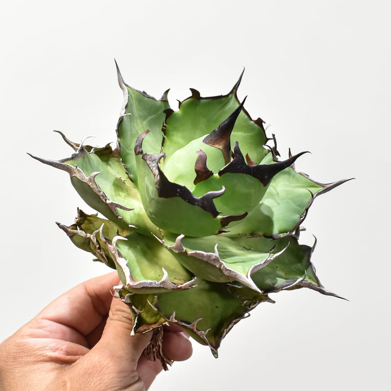 アガベ チタノタ 