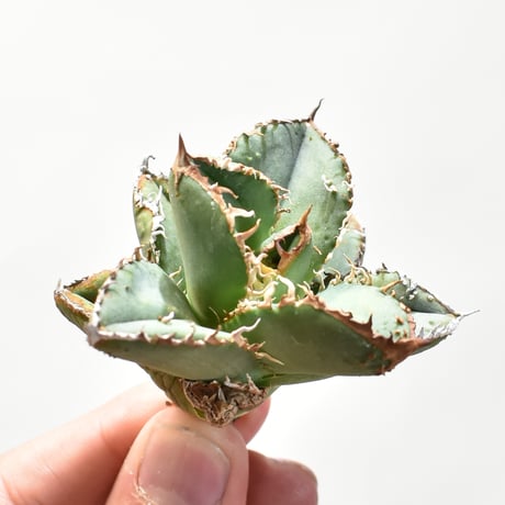 【 Loop plants さん 選抜株 No.005 】検 冰雹 麻花龍 Blue Zooties Strain THCa Flower - Living Soil Exotic AAA