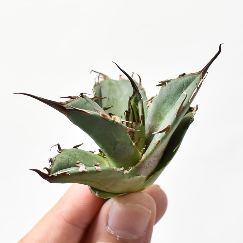 アガベ　チタノタ　Dennis051 中株　胴切り天　発根済み アガベ チタノタ Dennis051 中株 胴切り天 発根済み アガベ チタノタ