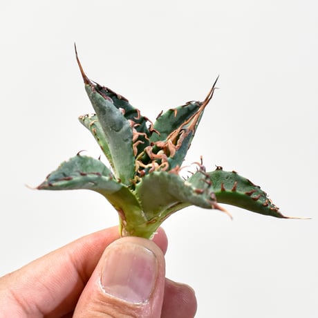 アガベ エボリスピナ スタッズ 🌿Agave Utahensis 'Eborispina'（実生選抜①） 自分の育成技術