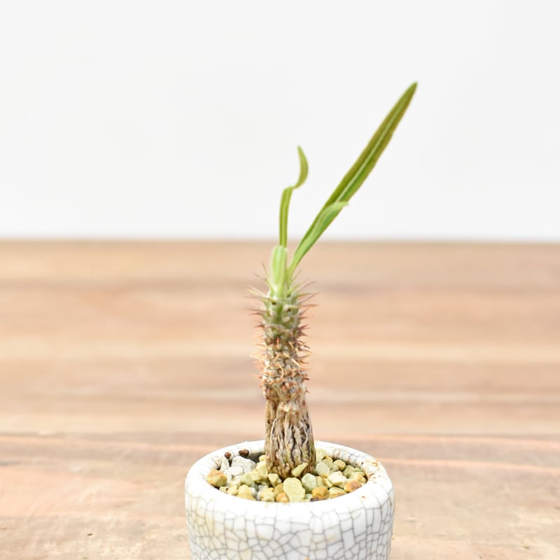 パキポディウム グラキリス ファシクラータ プルプシー 実生 他 パキポディウム グラキリス ファシクラータ プルプシー 実生 他