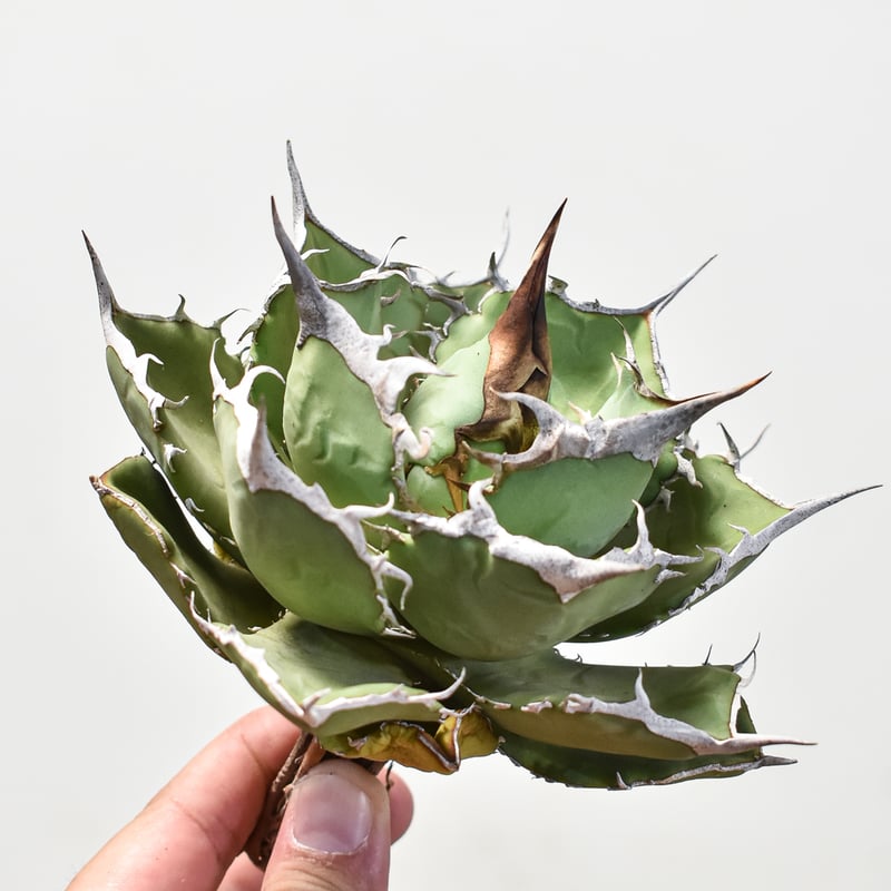 アガベ チタノタ 巨獣 【台湾 dragon agave産/抜き苗/中株】DG2401192