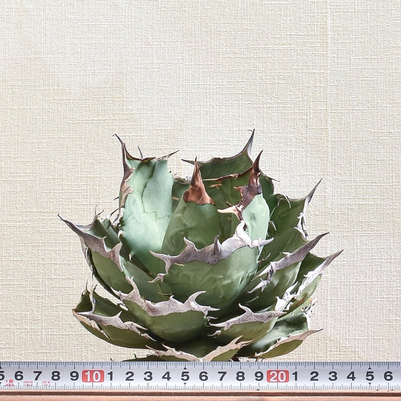 アガベ チタノタ 