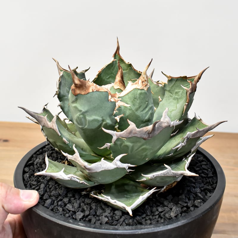 アガベ チタノタ 