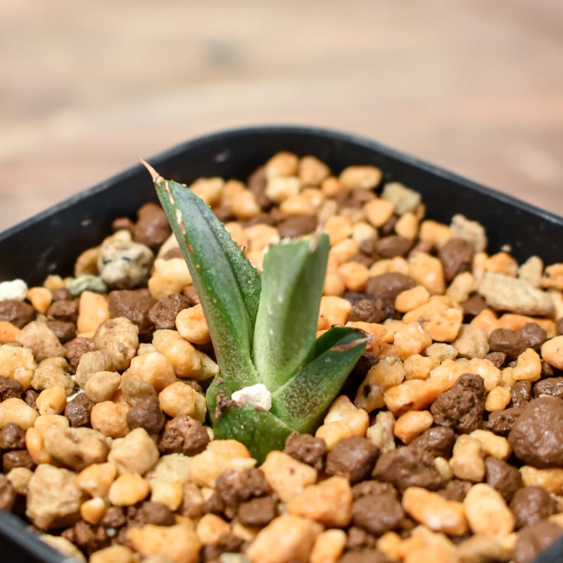 アガベ チタノタ 