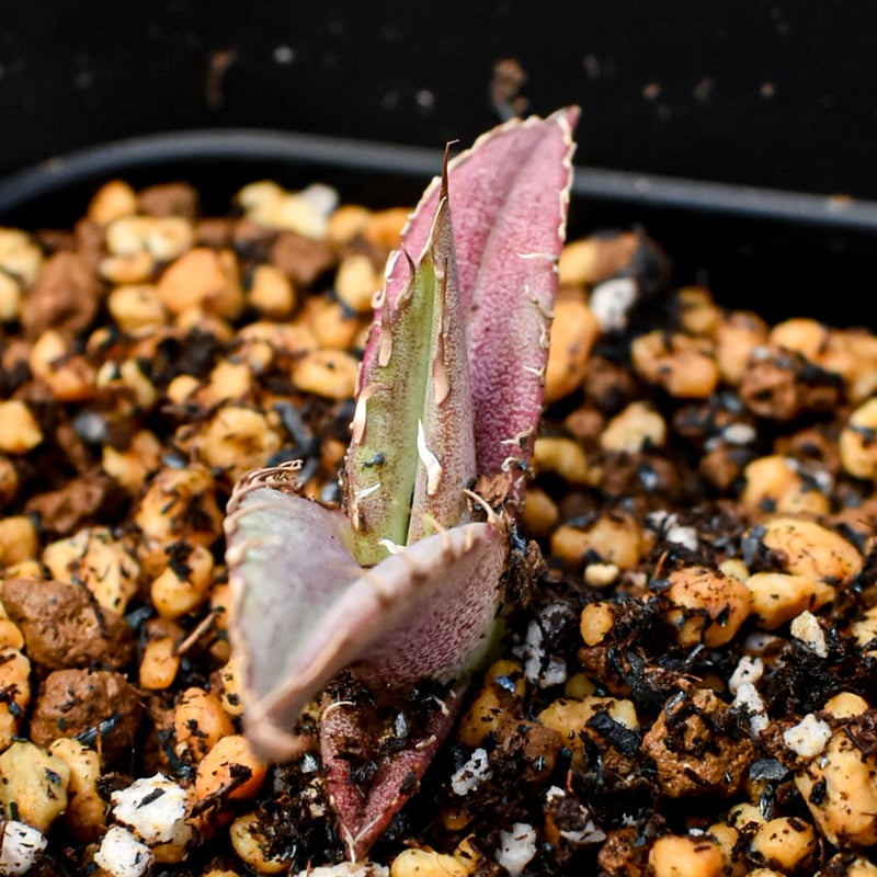 RAFLUM育成株 5個セット】アガベ Uriel oteroi seeding / ウリエ