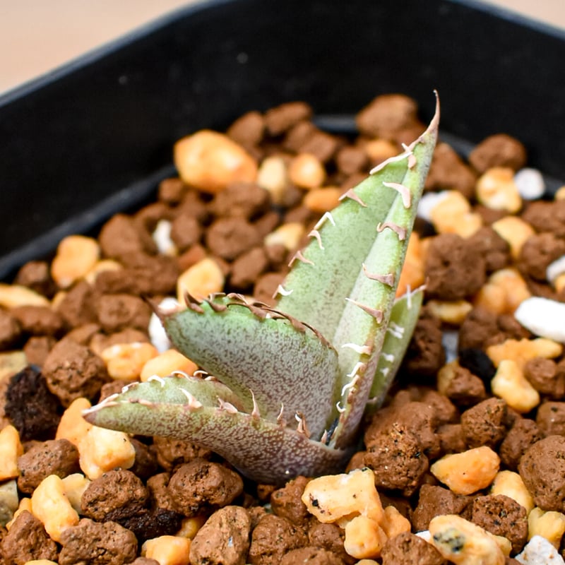 アガベ ウリエル実生(Oaxaca Seeding) RAFLUM育成株 5個セット】アガベ Uriel oteroi seeding / ウリエ