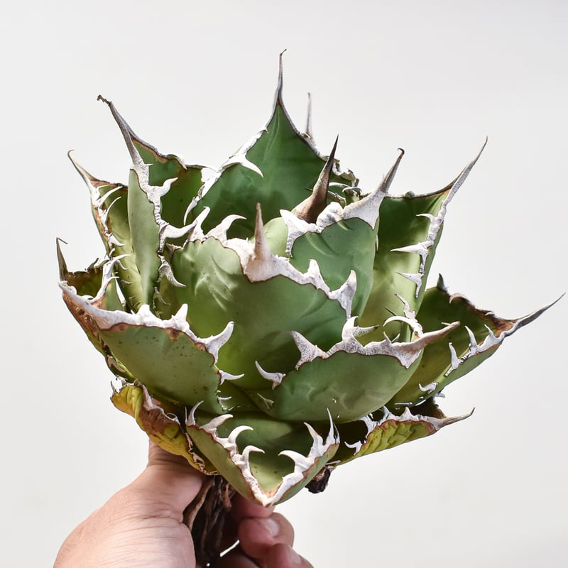 アガベ チタノタ 小島白刺 【台湾 dragon agave産/抜き苗/中株