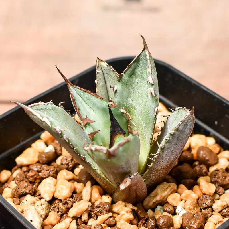 アガベ　チタノタ　コードR 親株 アガベ チタノタ R agave titanota R | mana's farm:塊根植物・