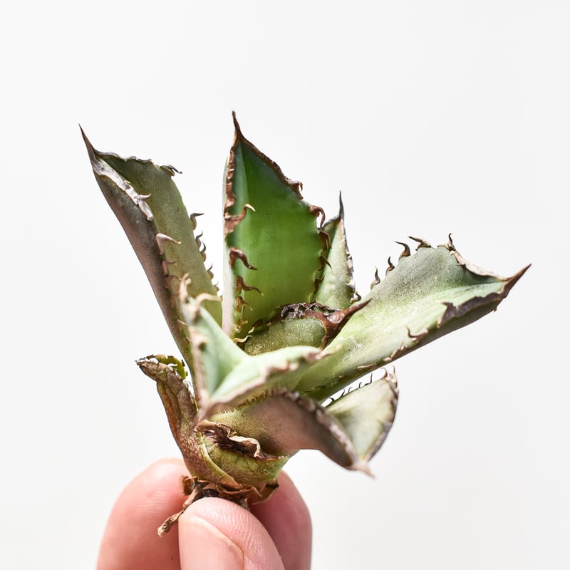 アガベ チタノタ tonyトニー産シーザー 良血統 おまけでSAD、阿修羅