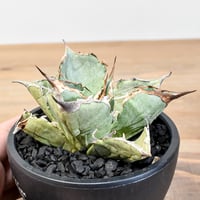 ユタエンシス エボリスピナ×ブラックアンドブルー【カリフォルニア産