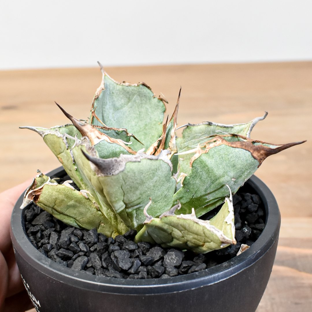 アガベ チタノタ 