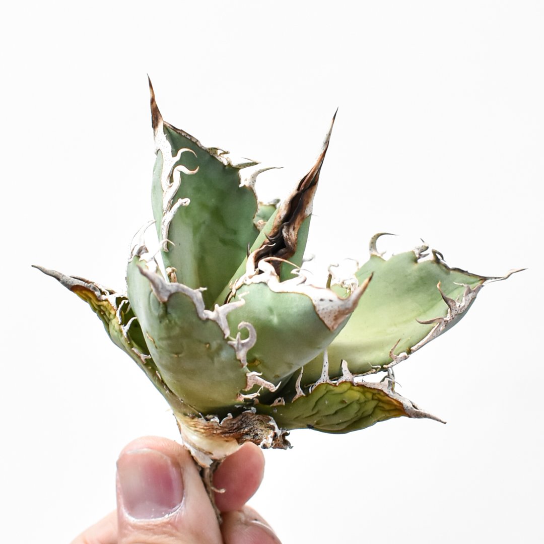 国内実生最高峰】アガベ オテロイ【OSPセレクト株 / 抜き苗