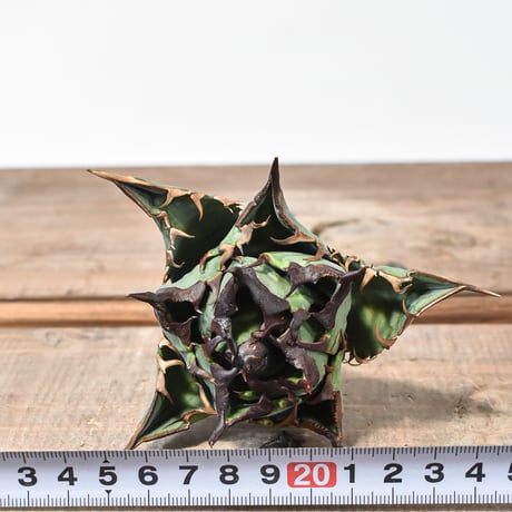 【RAFLUM特選株】アガベ チタノタ チーター "精品猟豹"  【台湾 dragon agave産/中株/抜き苗】DG2402736(T) A