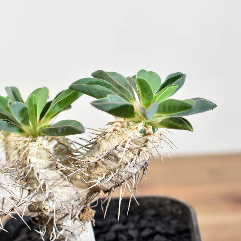 ユーフォルビア・ギラウミニアナ 【実生】RFHK25011167 | RAFLUM