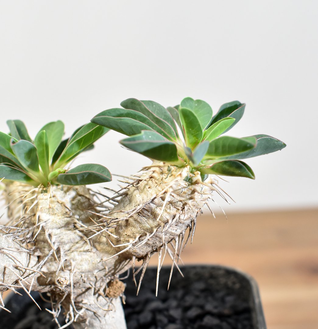 ユーフォルビア・ギラウミニアナ 【実生】RFHK25011167 | RAFLUM / ラフ